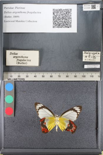 Media type: image;   Entomology 140080